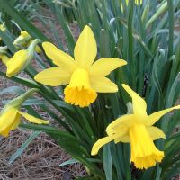 Manteo Middle School, MMS at a Glance 3/16