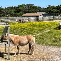 Ocracoke Civic & Business Association, NPS seeks ideas for Ocracoke horse management plan