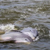 Paradise Dolphin Cruises photo