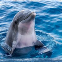 Paradise Dolphin Cruises photo