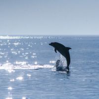 Paradise Dolphin Cruises photo