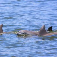 Paradise Dolphin Cruises photo