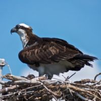 Paradise Dolphin Cruises photo