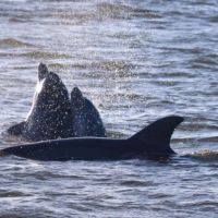 Paradise Dolphin Cruises photo