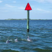 Paradise Dolphin Cruises photo