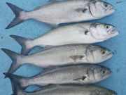 Miss Oregon Inlet II Head Boat Fishing, caught Wednesday 5/6/15