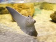 North Carolina Aquarium on Roanoke Island, Breakfast with the Rays