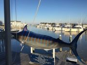 Pirate's Cove Marina, New Arrivals in the Store!