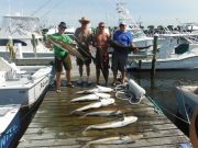 Pirate's Cove Marina, Cobia Photos