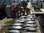 Pirate's Cove Marina, Nice Catch!