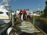 Pirate's Cove Marina, Limits of Dolphin!