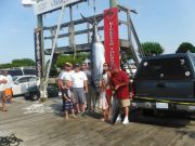 Pirate's Cove Marina, Marlin From Saturday