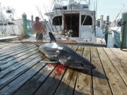 Pirate's Cove Marina, Shark!