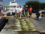 Pirate's Cove Marina, Dog Days of Dolphin!