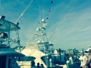 Pirate's Cove Marina, Billfish!!