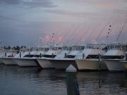 Pirate's Cove Marina, Billfish are Here!