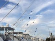 Pirate's Cove Marina, Full Coolers