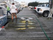 Pirate's Cove Marina, Great News!