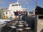 Pirate's Cove Marina, Yellowfin Tuna!