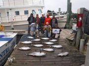 Pirate's Cove Marina, Tuna Today!