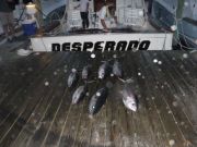 Pirate's Cove Marina, Mixed Bag!