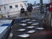 Pirate's Cove Marina, Tuna at Pirate's Cove today!