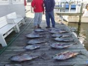 Pirate's Cove Marina, Limit of Tuna!
