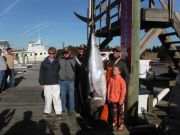 Pirate's Cove Marina, BLUEFIN ARE HERE!