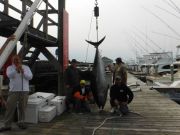 Pirate's Cove Marina, Bluefin!