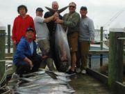 Pirate's Cove Marina, Tuna and Dolphin!