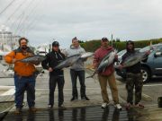 Pirate's Cove Marina, Yellowfin Tuna!