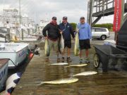 Pirate's Cove Marina, Dolphin!