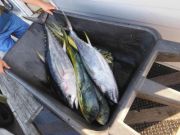 Pirate's Cove Marina, Friday Fishing and Fun!