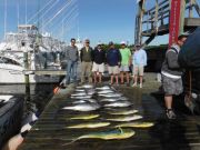 Pirate's Cove Marina, Fish all around!
