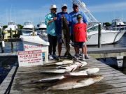 Pirate's Cove Marina, Cobia!