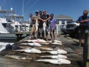Pirate's Cove Marina, More Cobia @ Pirate's Cove