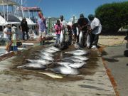 Pirate's Cove Marina, Limits of Tuna!