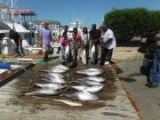Pirate's Cove Marina, Limit of Tuna Today!