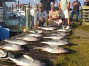 TW’s Bait & Tackle, TW's Daily Fishing Report. 10/24/15