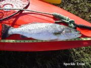TW’s Bait & Tackle, TW's Daily Fishing Report. 1/26/15