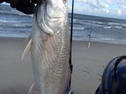 TW’s Bait & Tackle, TW's Daily Fishing Report. 12/24/14