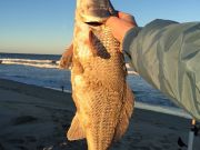 TW’s Bait & Tackle, TW's Daily Fishing Report. 1/19/15