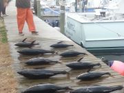 TW’s Bait & Tackle, TW's Daily fishing Report. 12/29/14