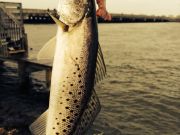 TW’s Bait & Tackle, TW's Daily Fishing Report. 2/23/15