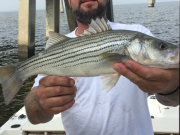 TW’s Bait & Tackle, TW's Daily Fishing Report. 11/8/15