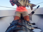 TW’s Bait & Tackle, TW's Daily fishing Report. 6/11/15
