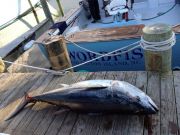 TW’s Bait & Tackle, TW's Daily Fishing Report. 9/13/15