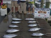 Bite Me Sportfishing Charters, Tunas and Sailfish!