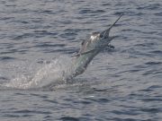 Bite Me Sportfishing Charters, Whitey can Jump!