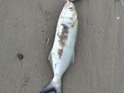 OBX Bait & Tackle Corolla Outer Banks, Corolla Fish Report